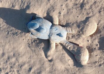 37 Deaths on the Border