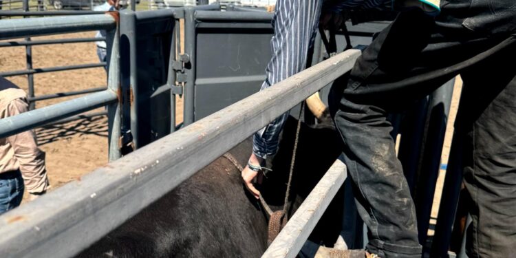 Gunner Ladd, Getting ready to ride.