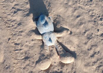 Human Trafficking: A Modern Plague Echoing Pre-Civil War Slavery